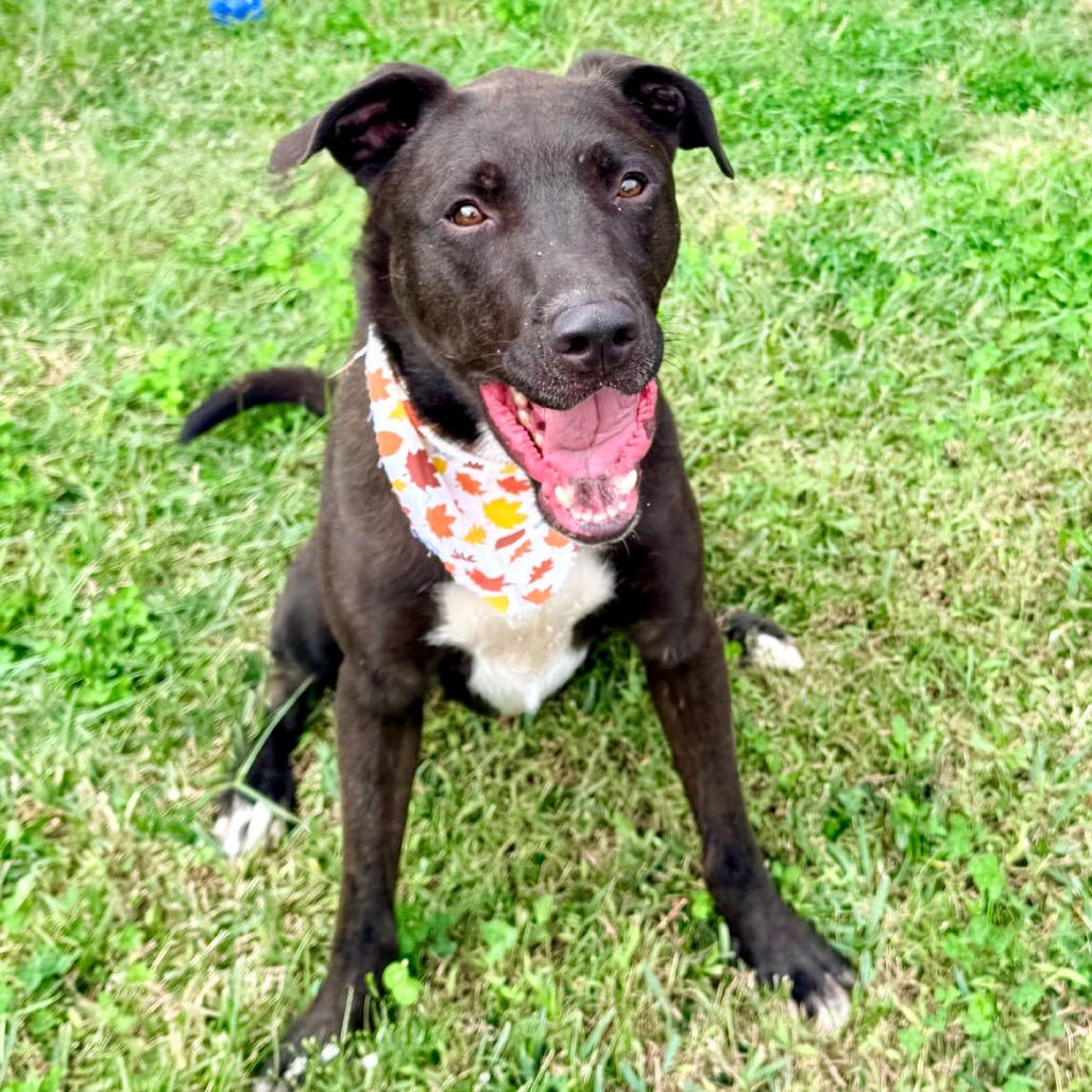 Fireball — thumbnail 3