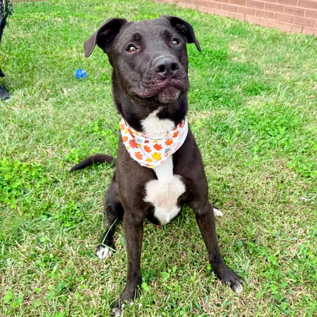 Fireball — thumbnail 6