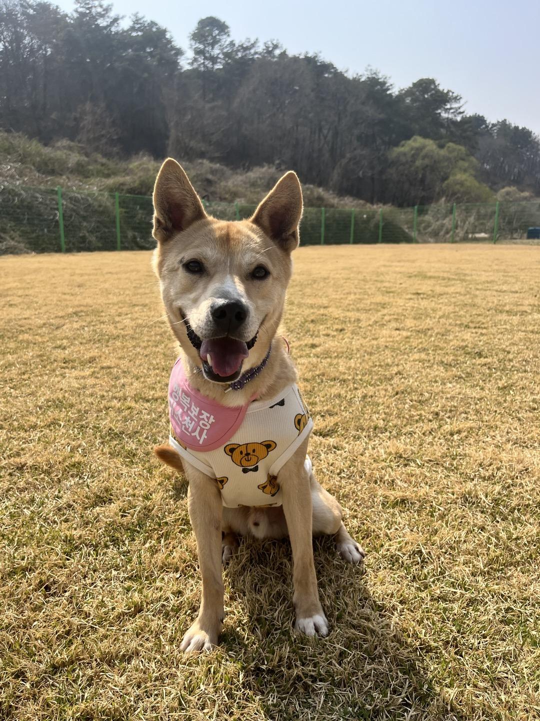 Rowoon, Adoptable, Adult Male Jindo.