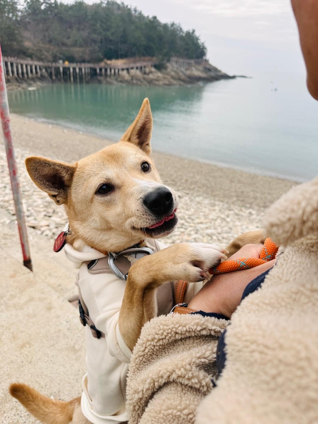 Rowoon, an adoptable Jindo in San Francisco, CA, 94115 | Photo Image 2
