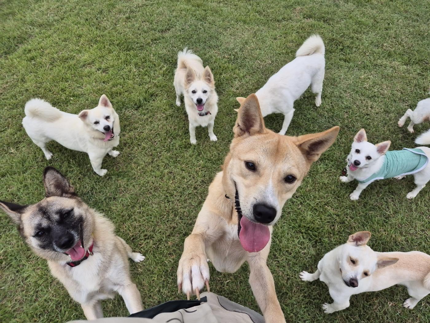 Rowoon, an adoptable Jindo in San Francisco, CA, 94115 | Photo Image 3
