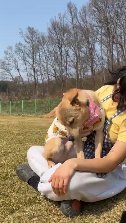 Enlarge Rowoon, a Adoptable mixed breed in San Francisco, CA video 4/5