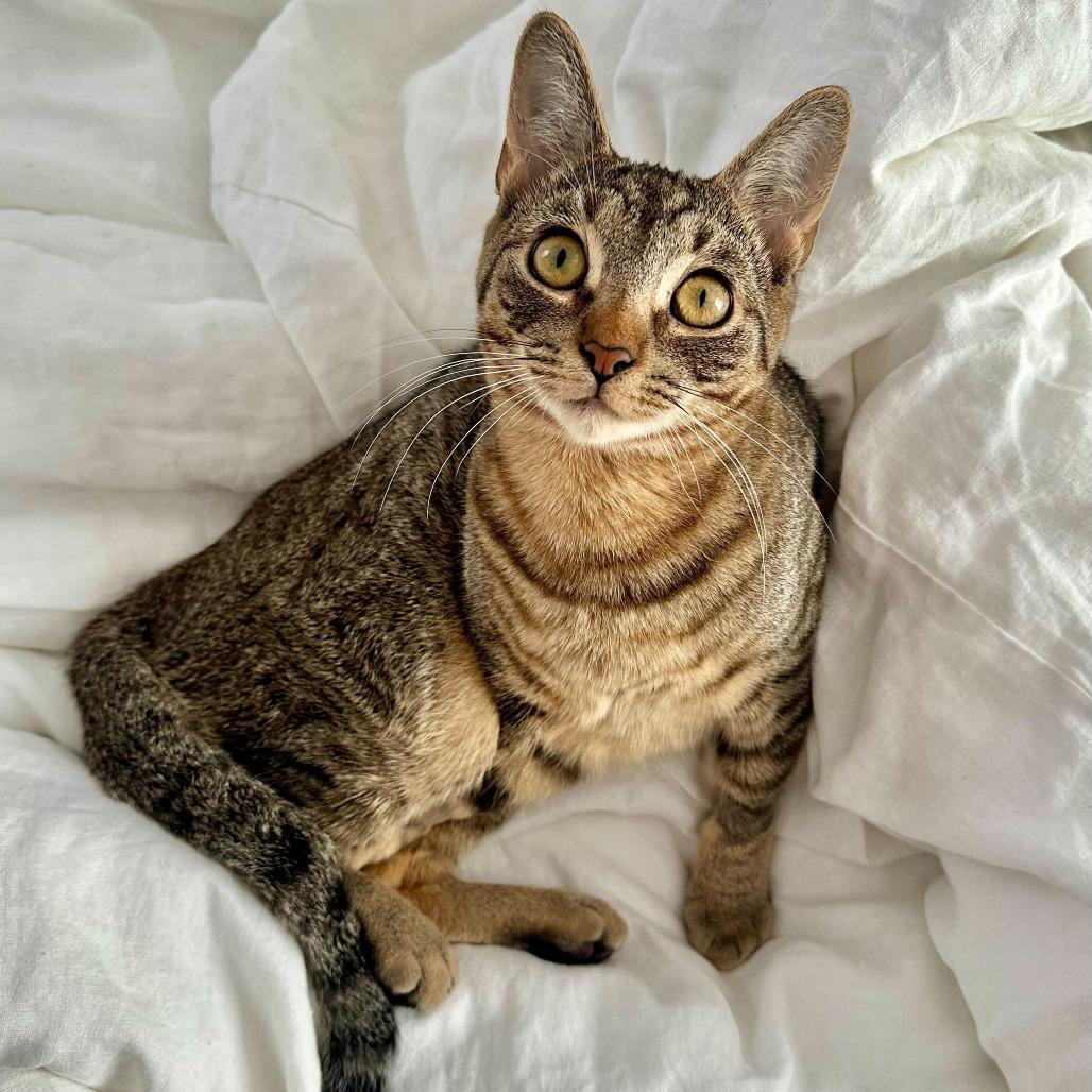 Enlarge Dune, a Adoptable Domestic Short Hair in New York, NY image 2/6