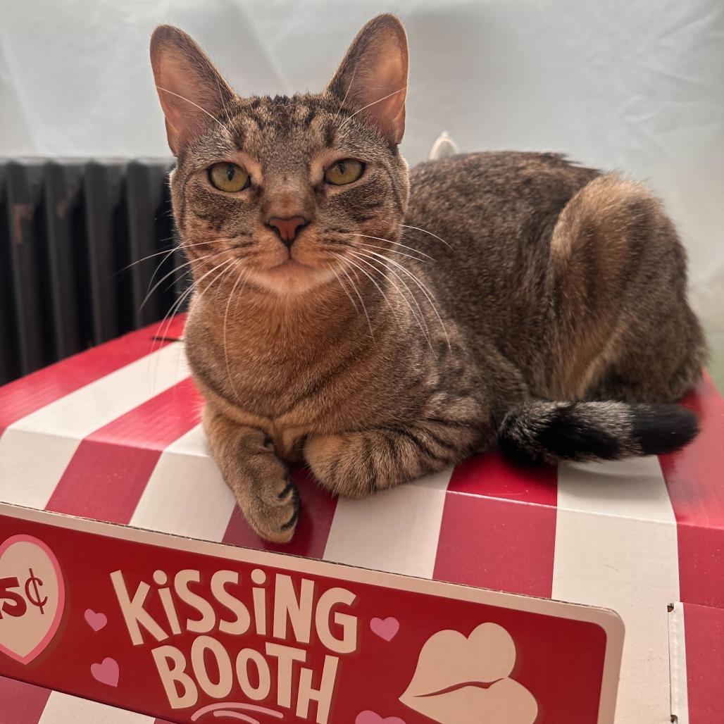 Enlarge Dune, a Adoptable Domestic Short Hair in New York, NY image 3/6