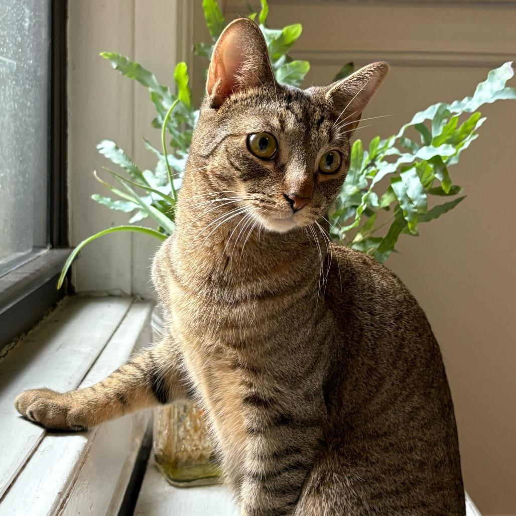 Enlarge Dune, a Adoptable Domestic Short Hair in New York, NY image 3/6