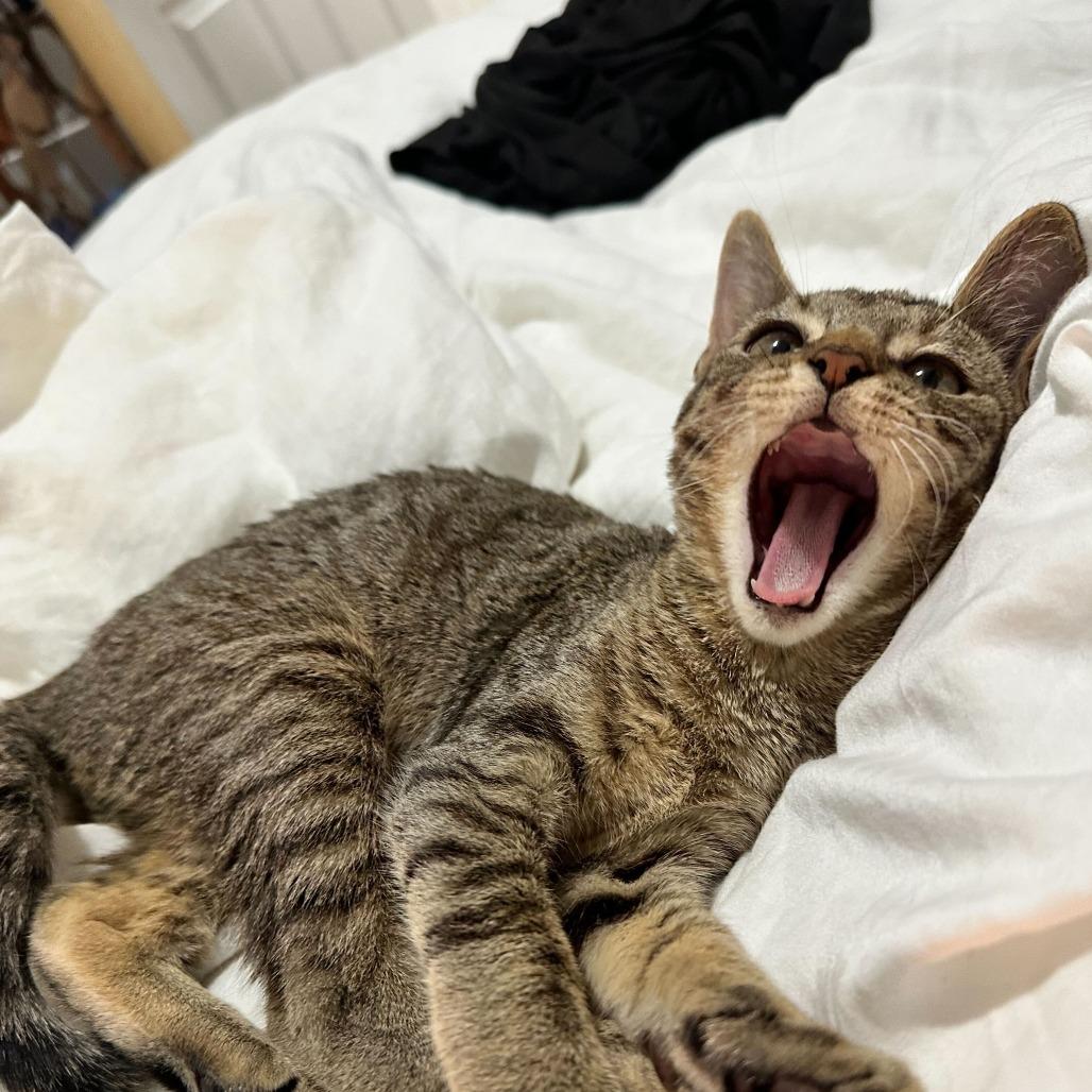 Enlarge Dune, a Adoptable Domestic Short Hair in New York, NY image 4/6