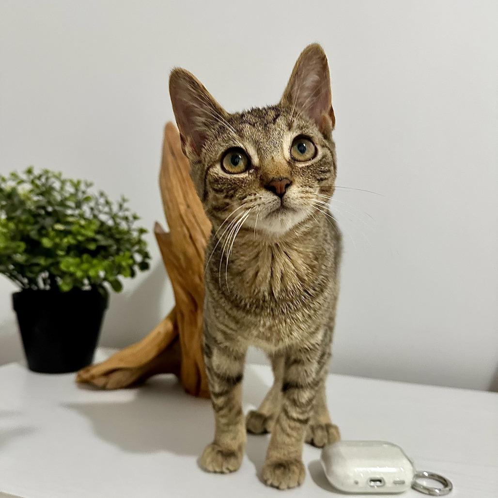 Enlarge Dune, a Adoptable Domestic Short Hair in New York, NY image 6/6