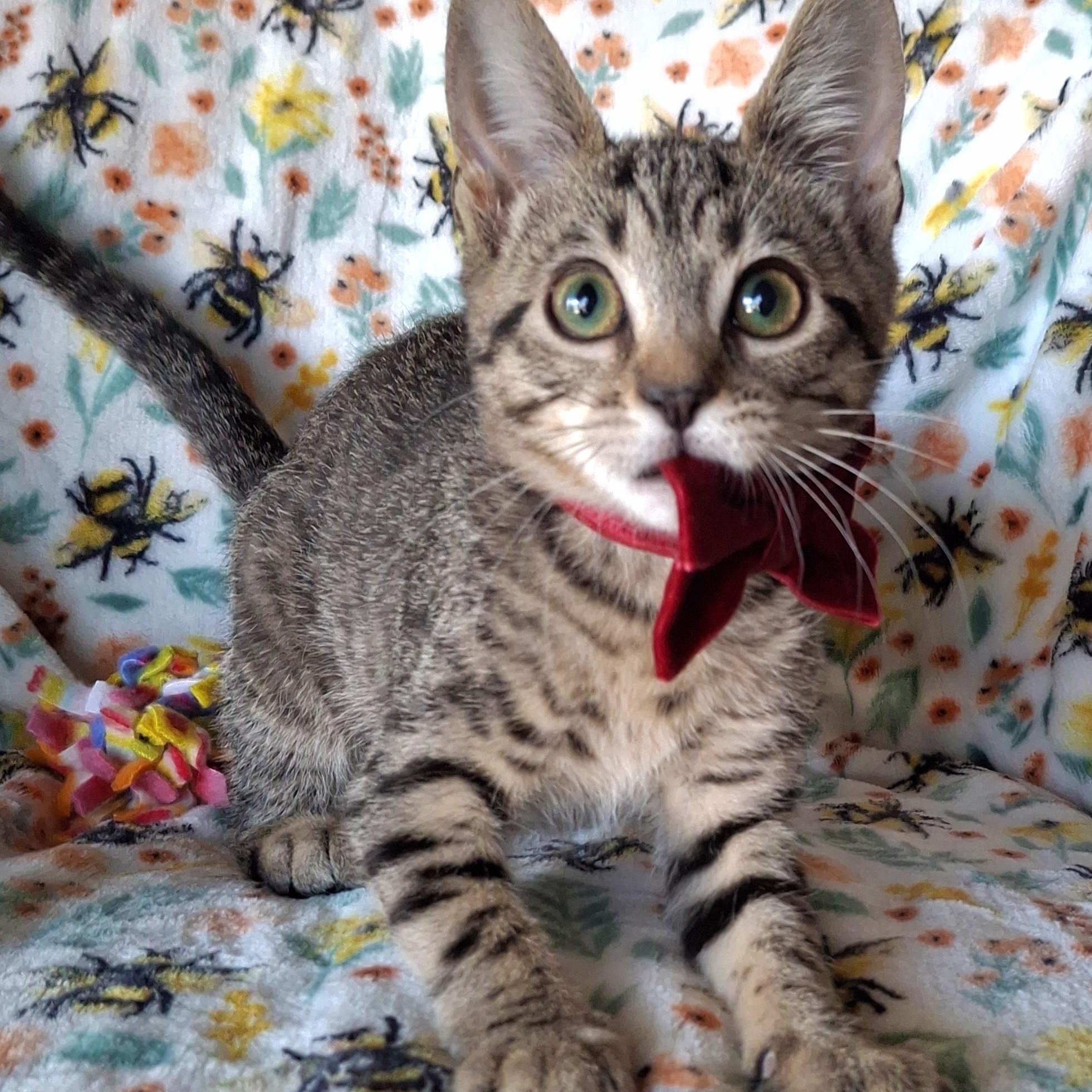 Wren, an adopted mixed breed in Yorba Linda, CA image 4/6