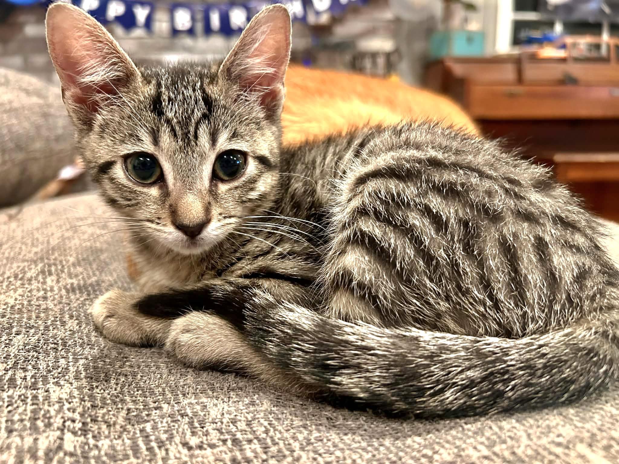 Wren, an adopted mixed breed in Yorba Linda, CA image 2/6