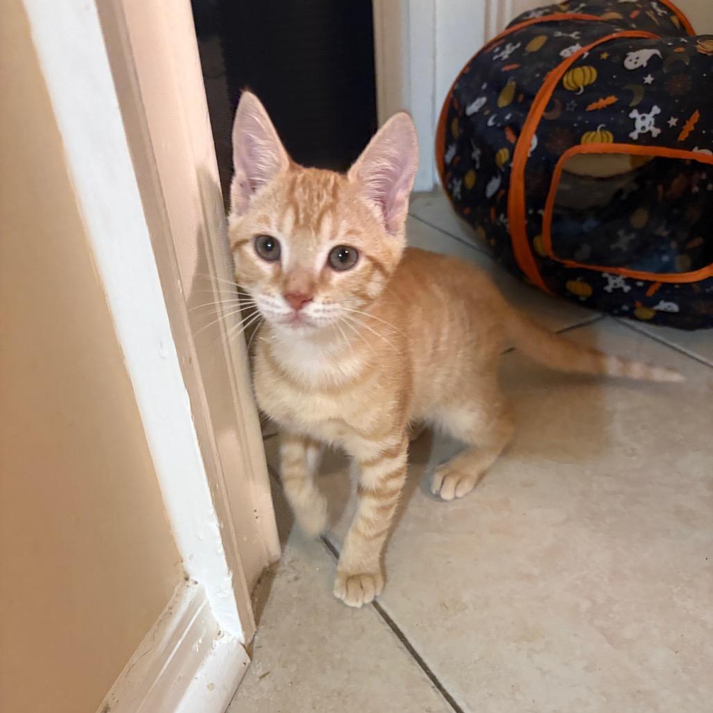 Toby Dyal-DR, Adoptable, Kitten Male Domestic Short Hair.
