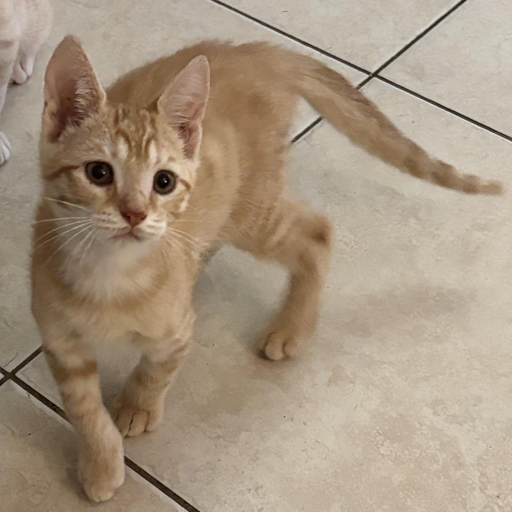 Toby Dyal-DR, a Adoptable Domestic Short Hair in Tallahassee, FL image 2/5