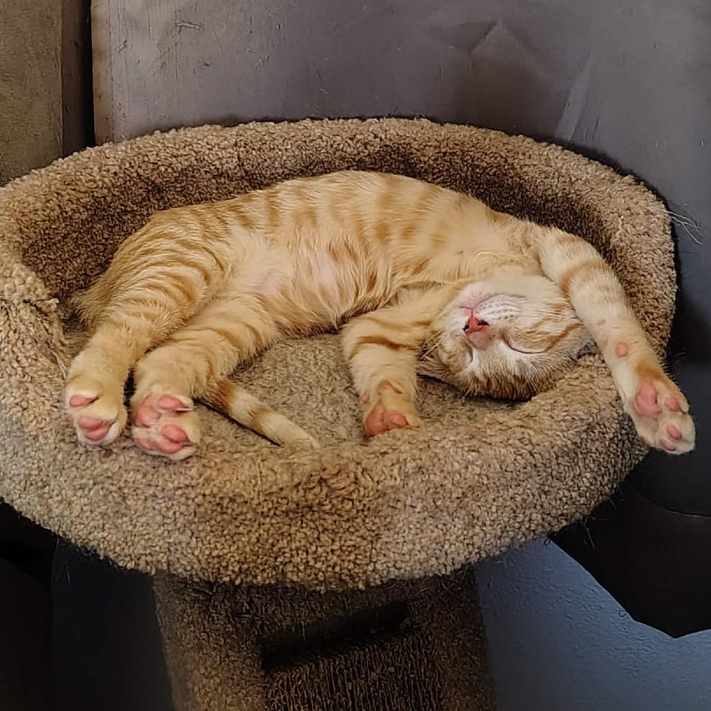 Toby Dyal-DR, a Adoptable Domestic Short Hair in Tallahassee, FL image 3/5