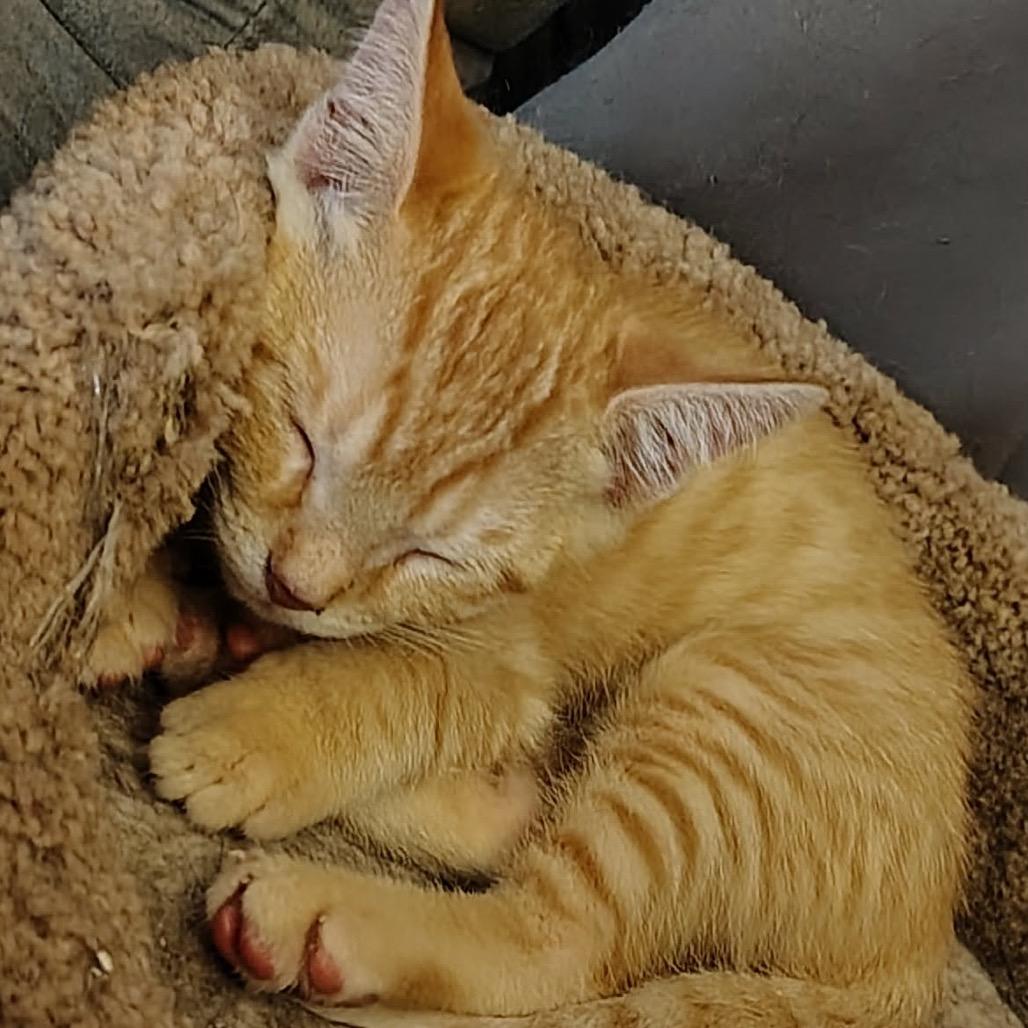 Toby Dyal-DR, a Adoptable Domestic Short Hair in Tallahassee, FL image 4/5