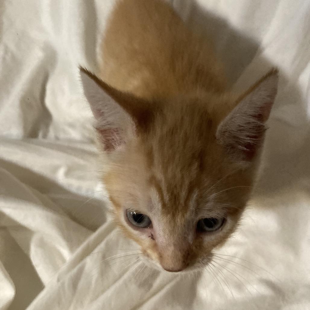 Toby Dyal-DR, a Adoptable Domestic Short Hair in Tallahassee, FL image 5/5