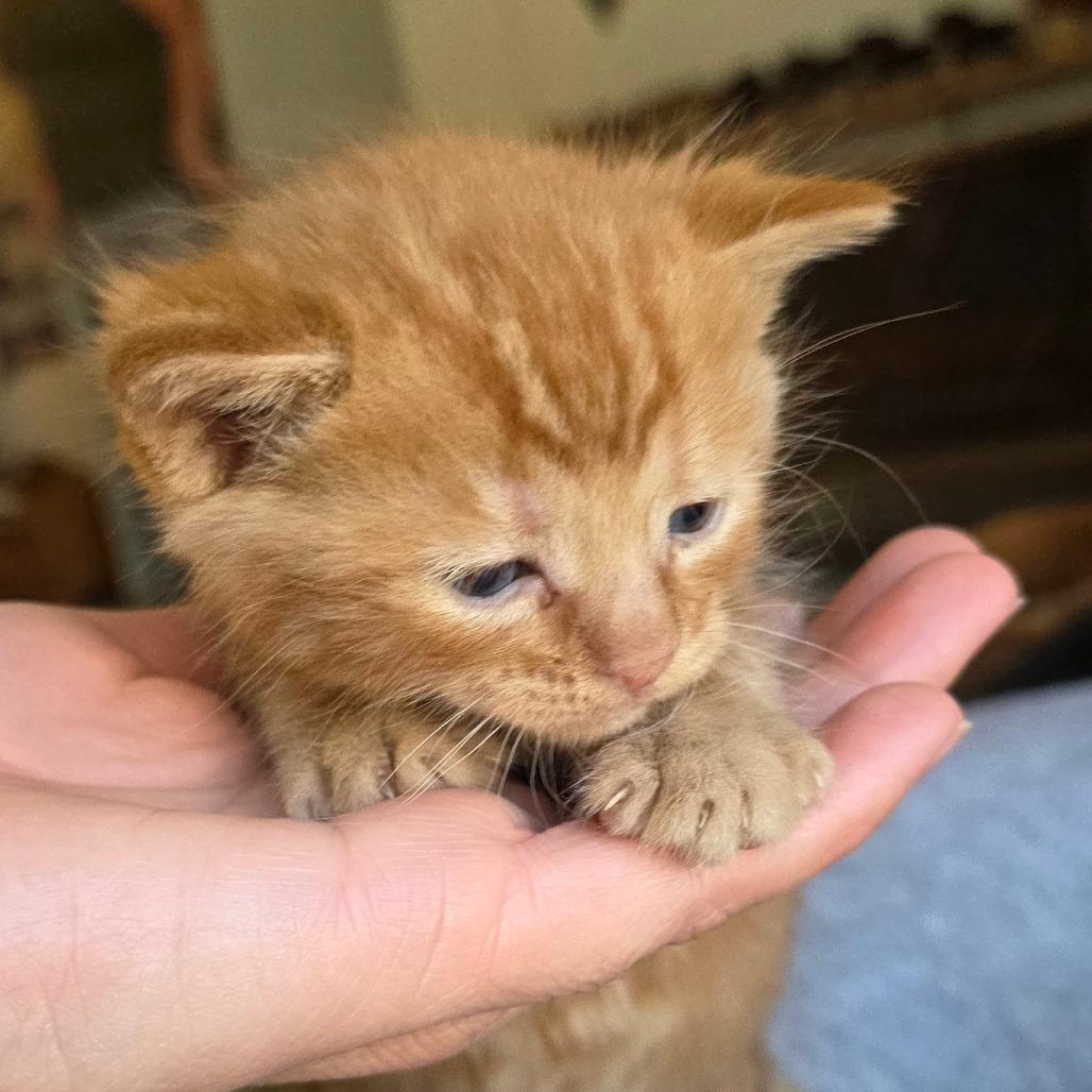 #5, Adoptable, Kitten Male Domestic Short Hair.