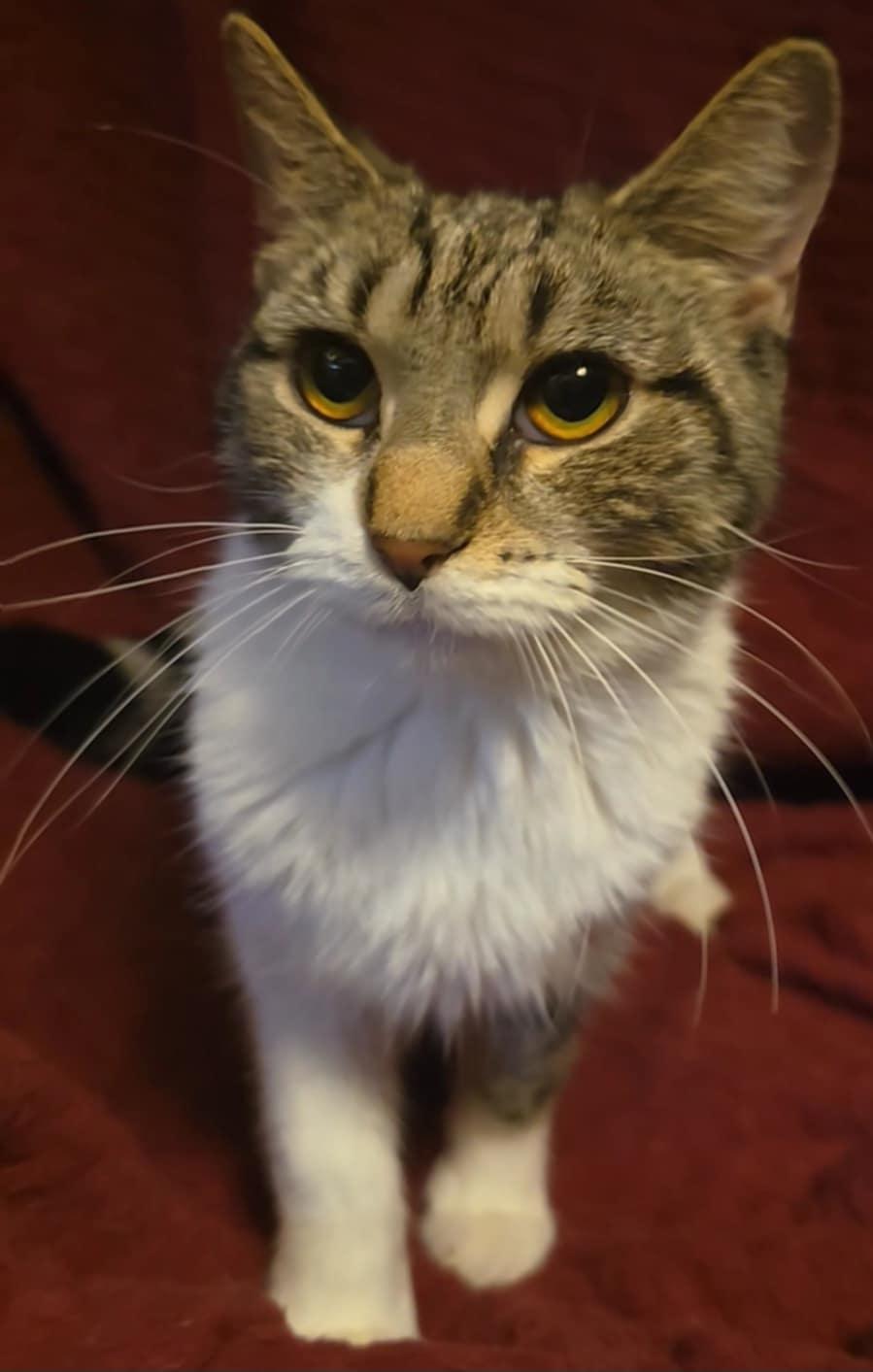 Pika, Adopted, Young Female Domestic Short Hair.