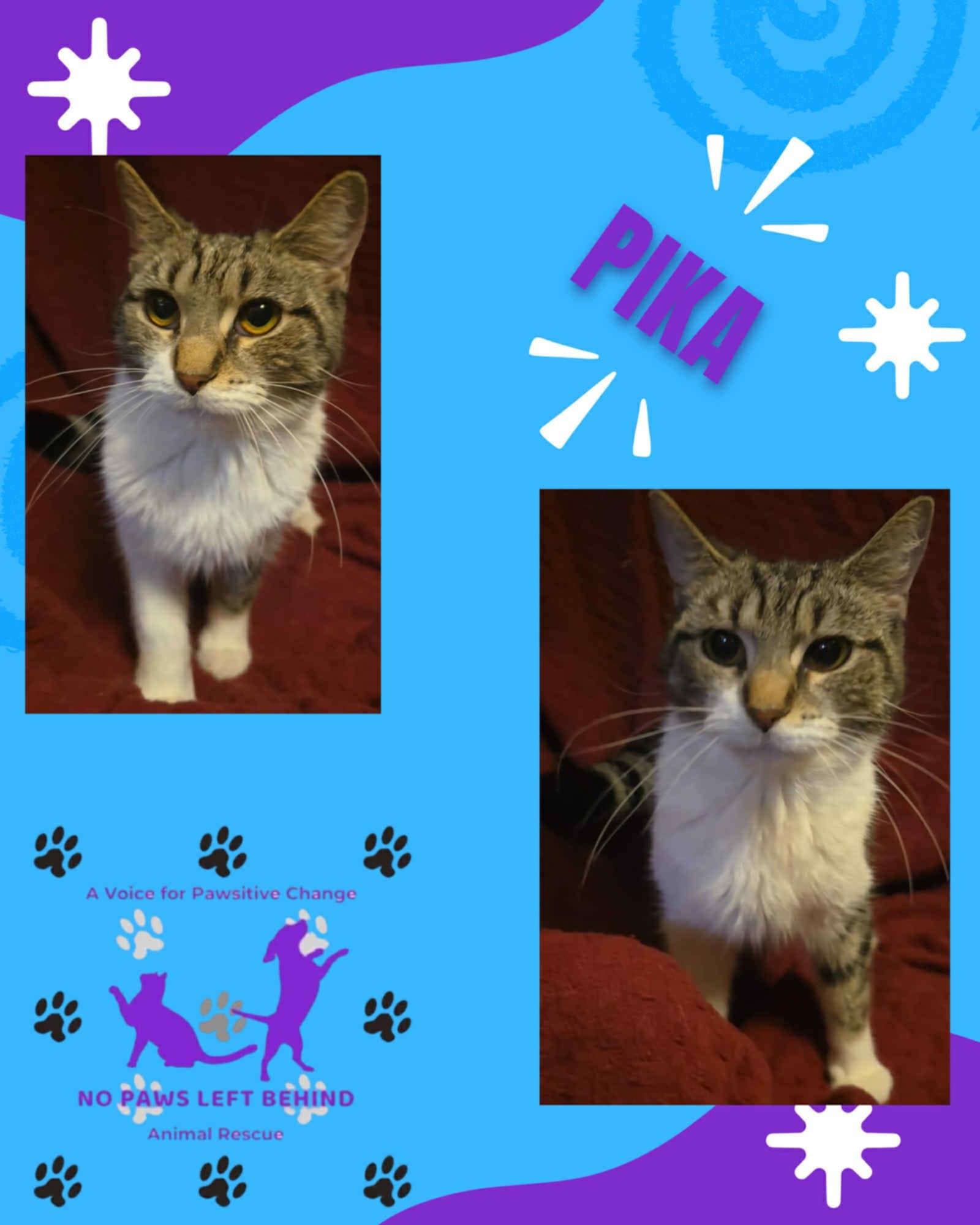 Enlarge Pika, a Adopted Domestic Short Hair in Claridge, PA image 2/3