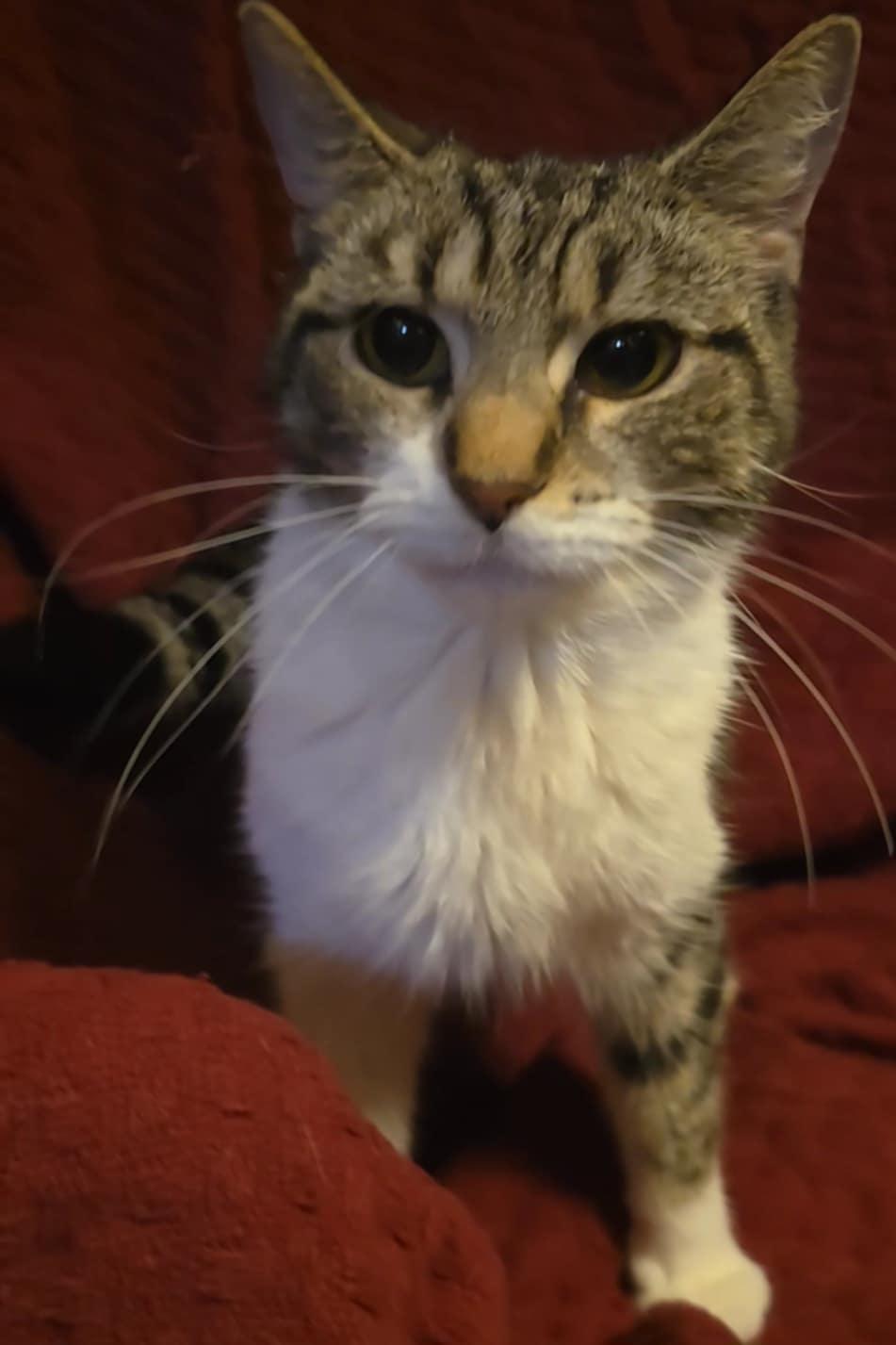 Enlarge Pika, a Adopted Domestic Short Hair in Claridge, PA image 3/3