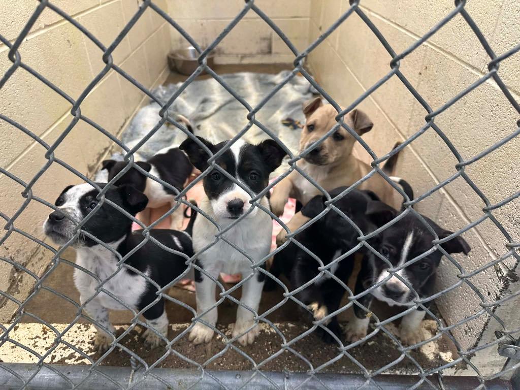 Sebastion, Adoptable, Puppy Male Mixed Breed.