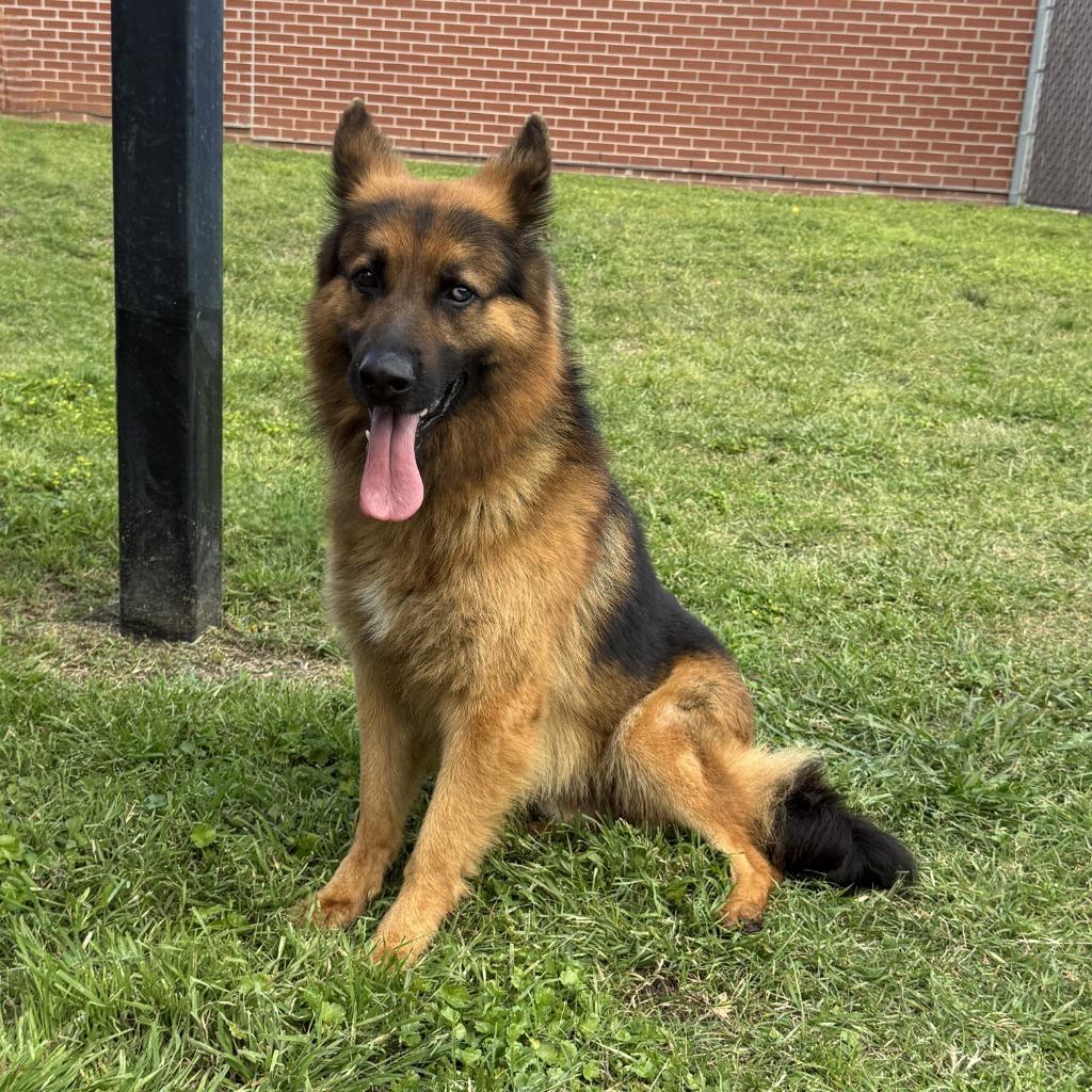 Zeus, a Adoptable German Shepherd Dog in Brenham, TX image 2/6