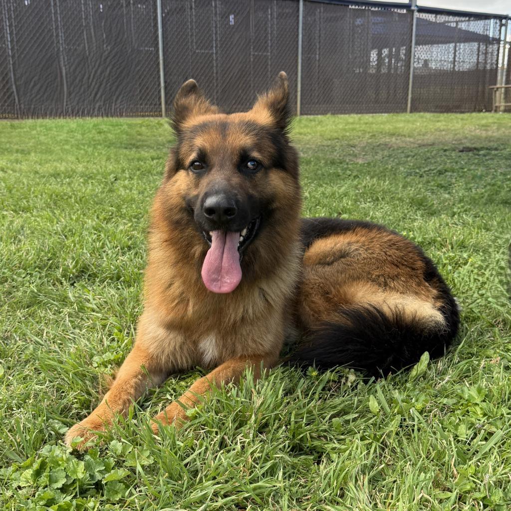 Zeus, a Adoptable German Shepherd Dog in Brenham, TX image 3/6