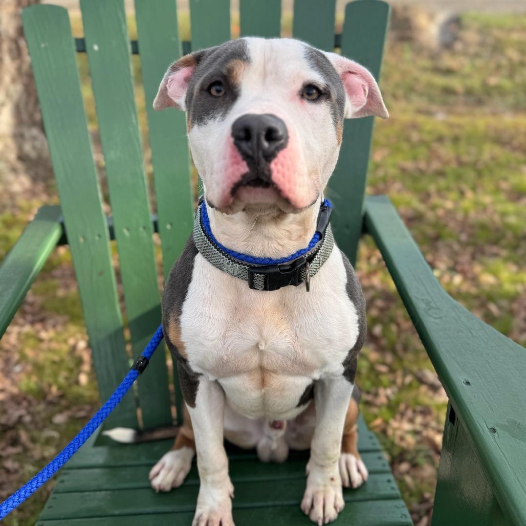 Mack, Adoptable, Adult Male Mixed Breed.