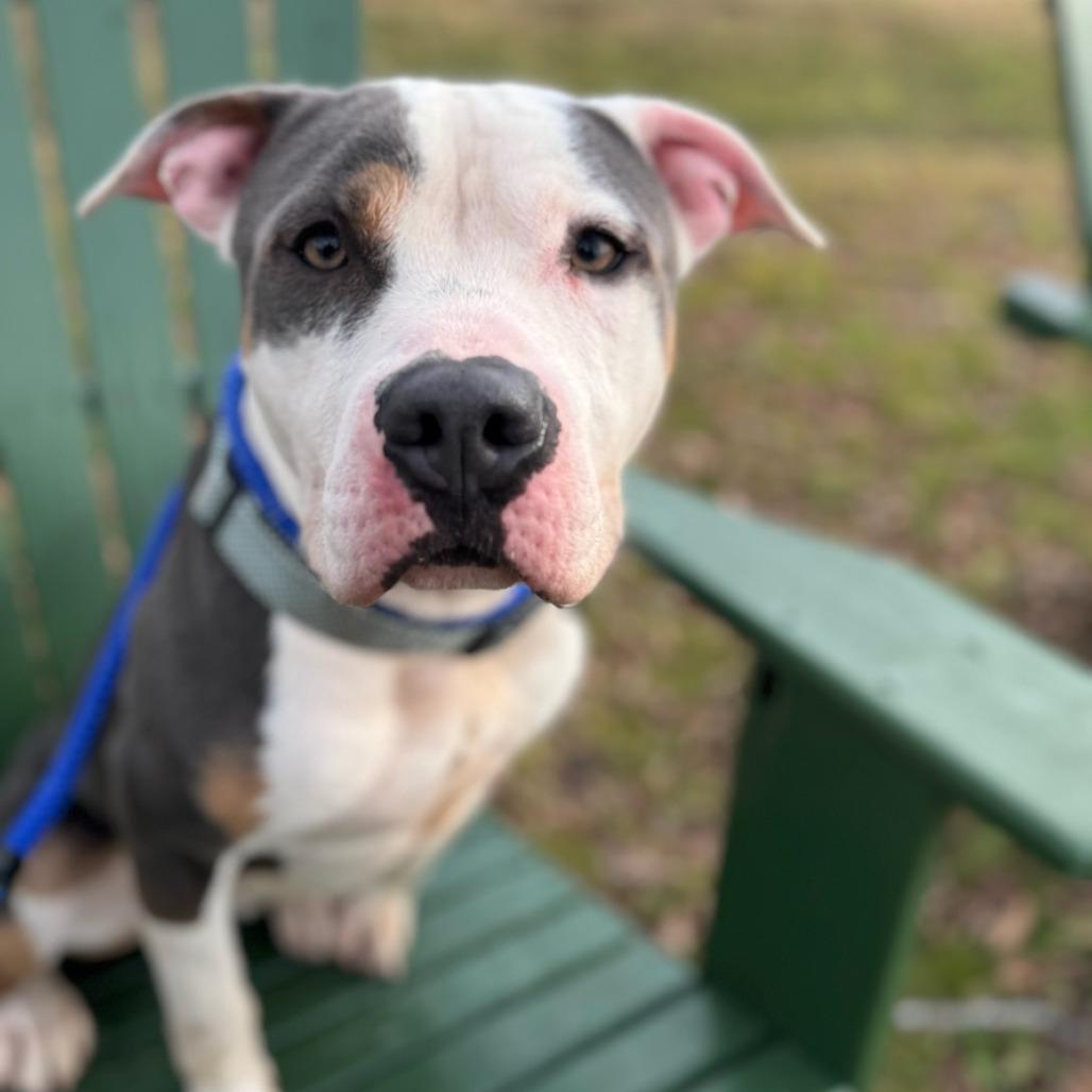 Enlarge Mack, a Adoptable Mixed Breed in Windsor, VA image 2/3