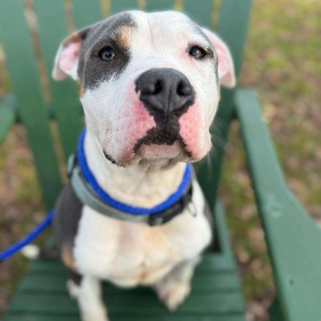 Enlarge Mack, a Adoptable Mixed Breed in Windsor, VA image 3/3