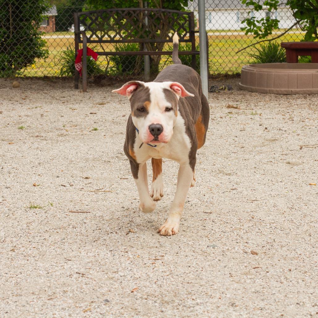 Mack, a Adoptable Mixed Breed in Windsor, VA image 4/6