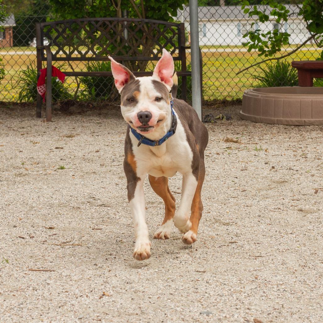 Mack, a Adoptable Mixed Breed in Windsor, VA image 5/6