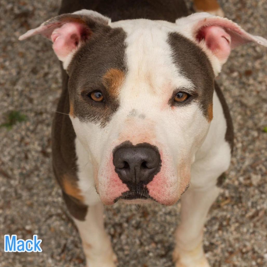 Mack, a Adoptable Mixed Breed in Windsor, VA image 6/6