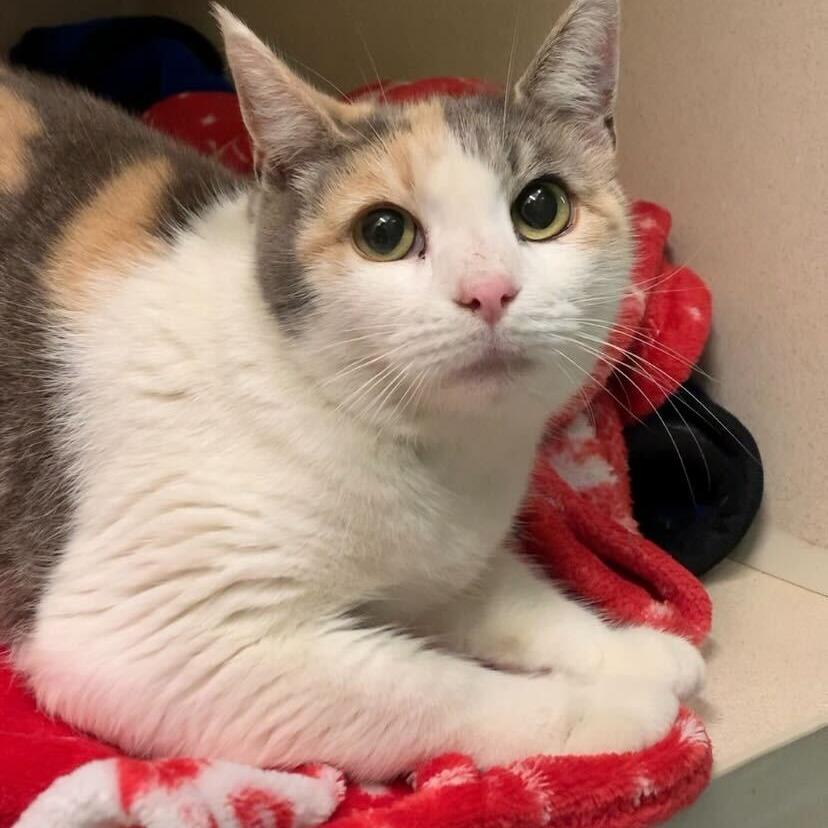 Marmalade