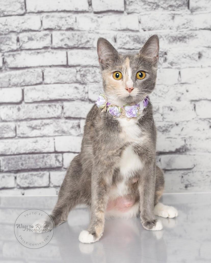 Enlarge Bailey - Adopted, an adopted mixed breed in Tuscaloosa, AL image 1/6