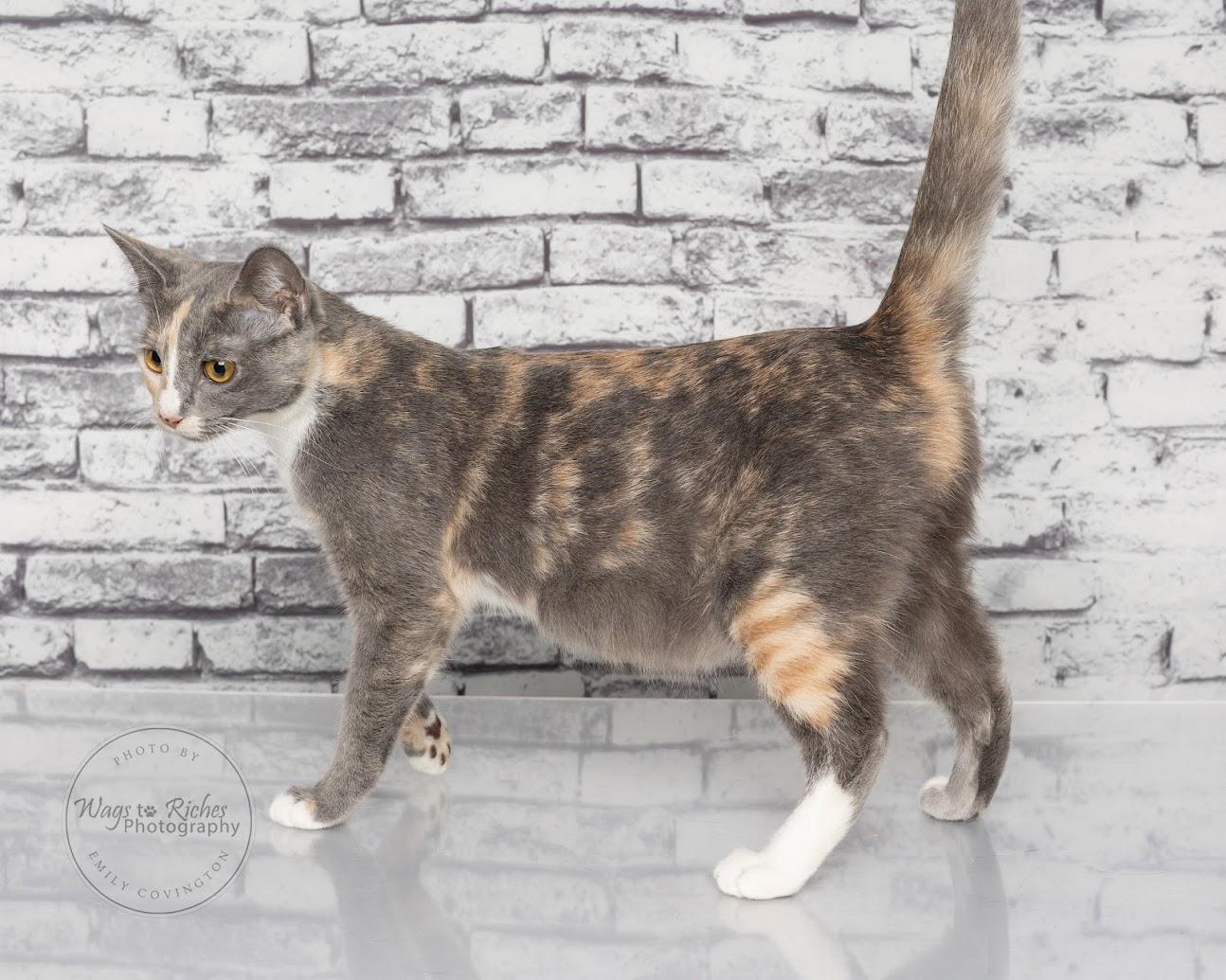 Enlarge Bailey - Adopted, an adopted mixed breed in Tuscaloosa, AL image 5/6