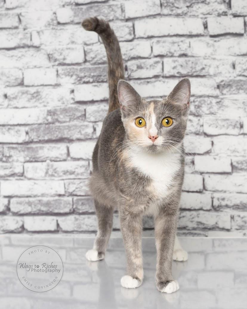 Enlarge Bailey - Adopted, an adopted mixed breed in Tuscaloosa, AL image 3/6