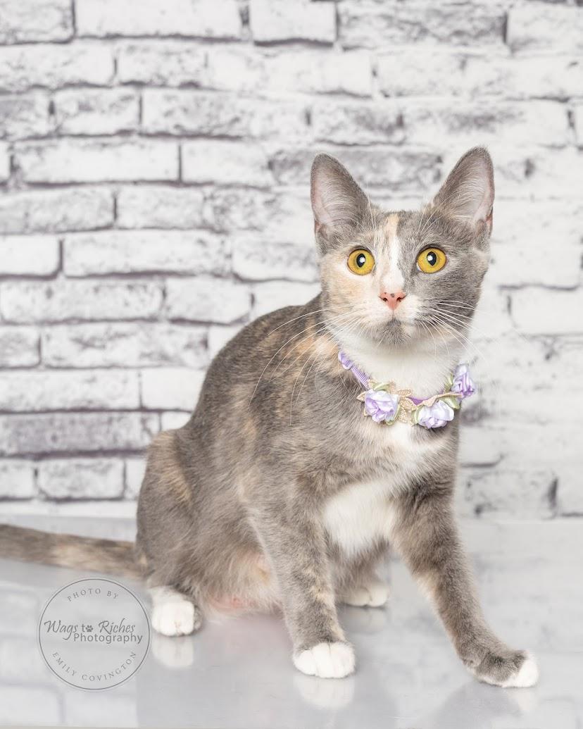 Enlarge Bailey - Adopted, an adopted mixed breed in Tuscaloosa, AL image 4/6