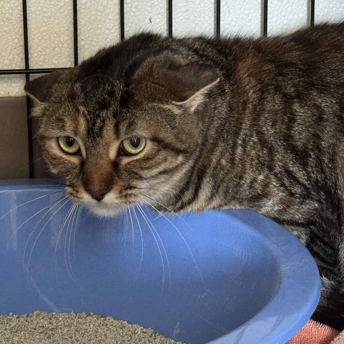 Tilly- barn cat
