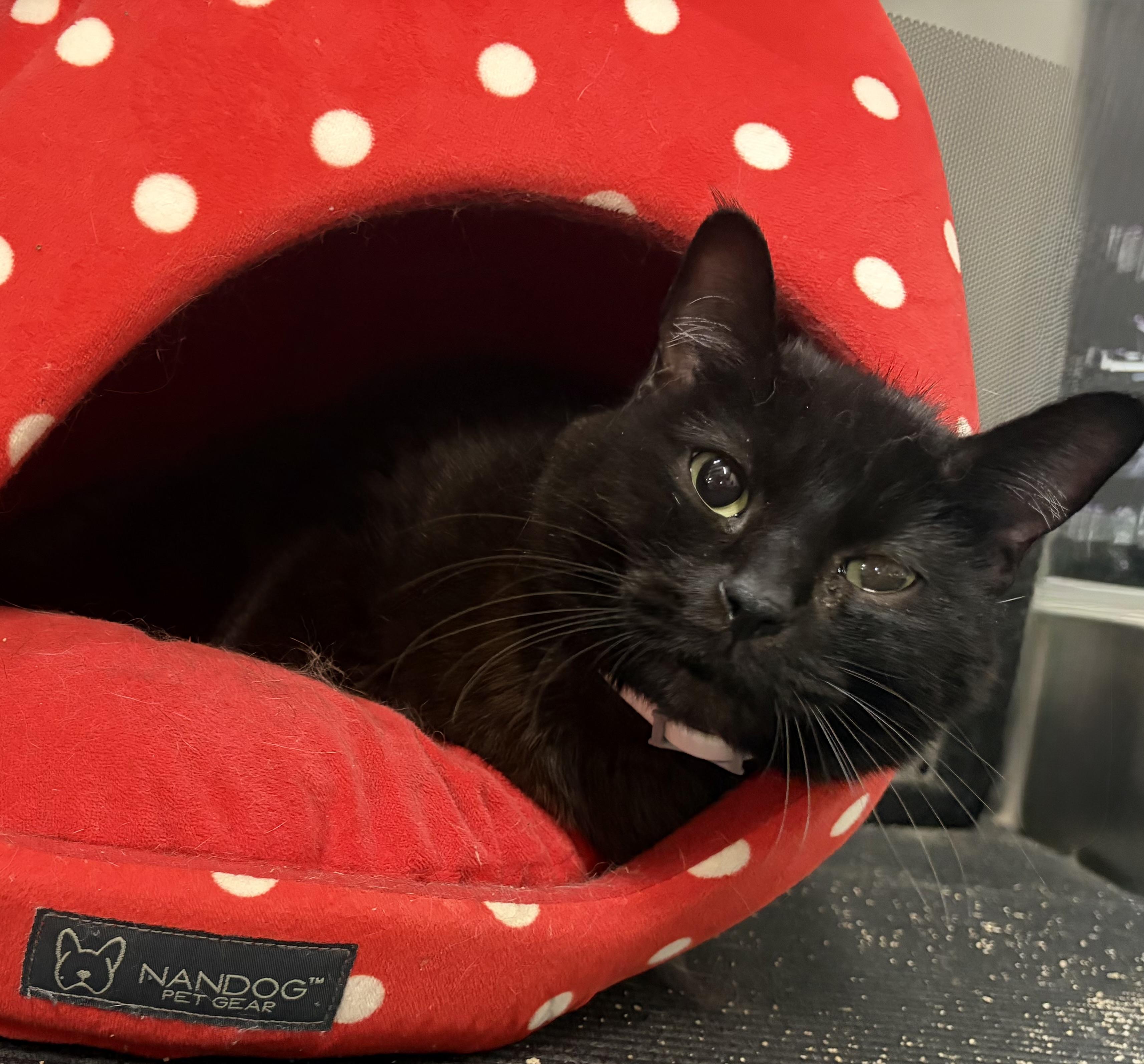 Enlarge Meeshka, a Adoptable Domestic Short Hair in Melbourne, AR image 1/6