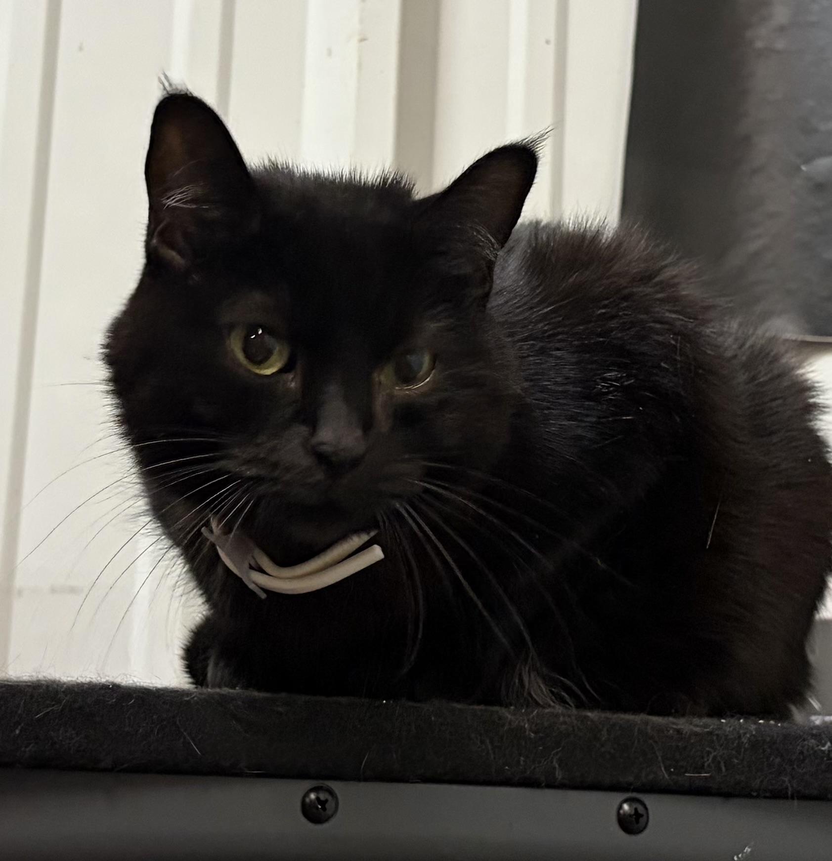 Enlarge Meeshka, a Adoptable Domestic Short Hair in Melbourne, AR image 5/6