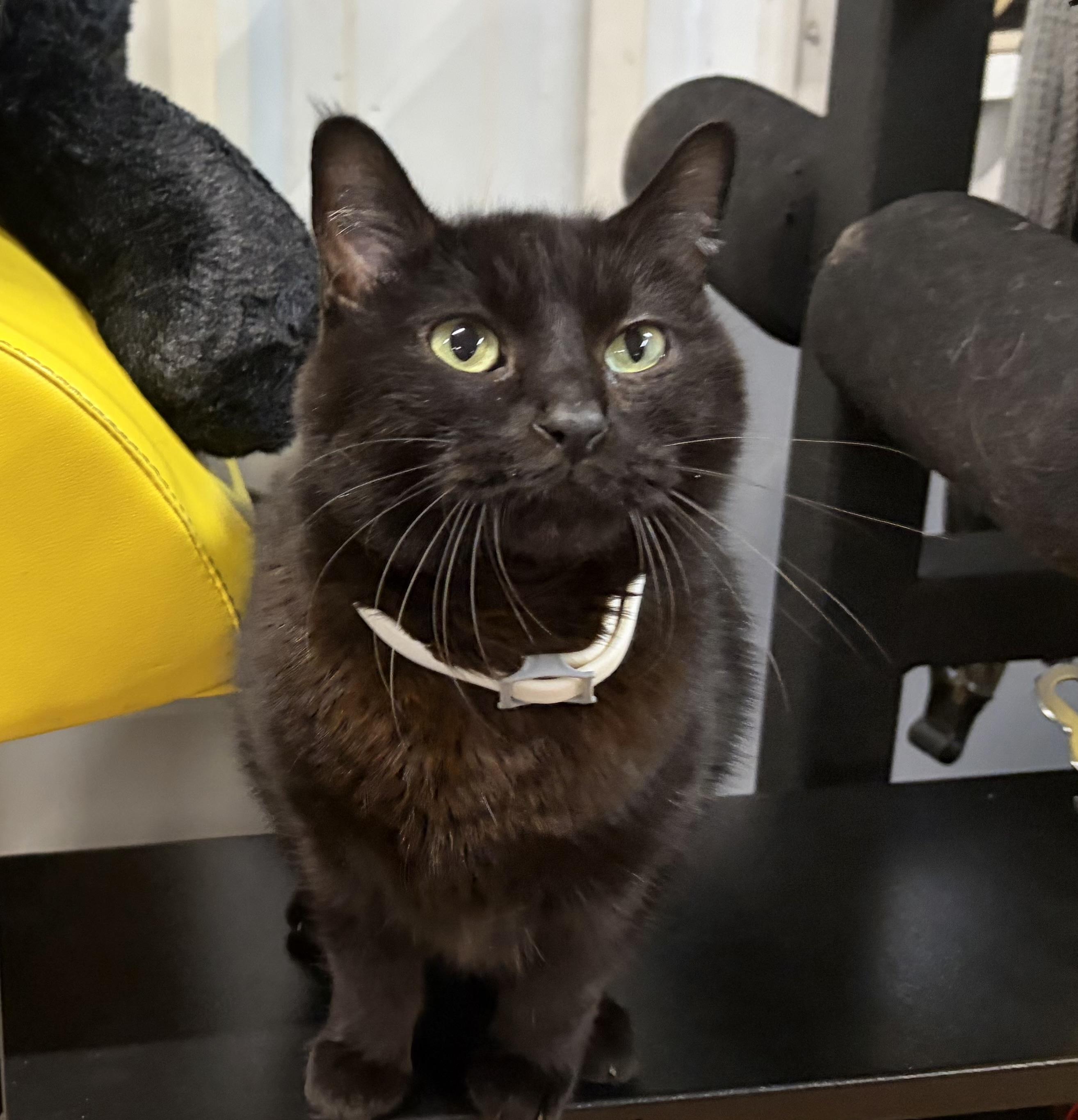 Enlarge Meeshka, a Adoptable Domestic Short Hair in Melbourne, AR image 6/6