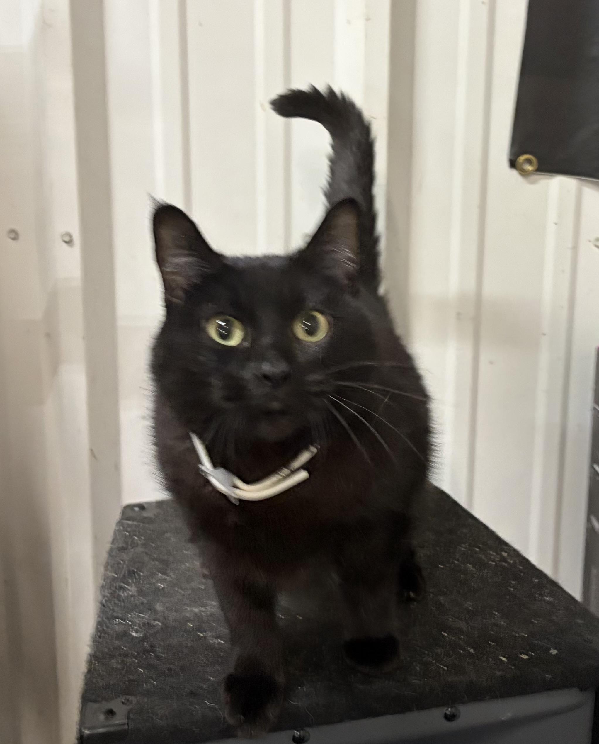 Enlarge Meeshka, a Adoptable Domestic Short Hair in Melbourne, AR image 3/6
