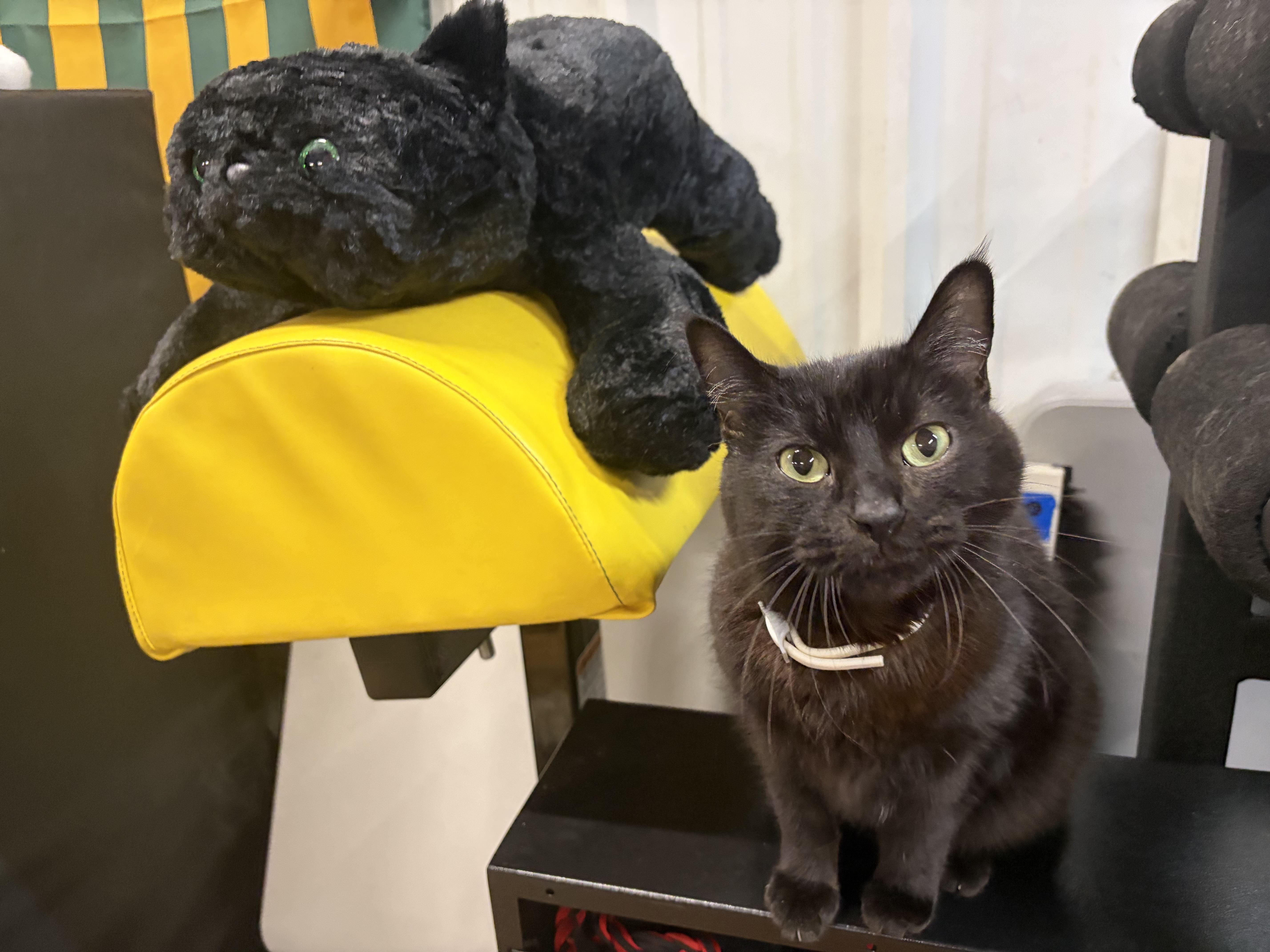 Enlarge Meeshka, a Adoptable Domestic Short Hair in Melbourne, AR image 4/6