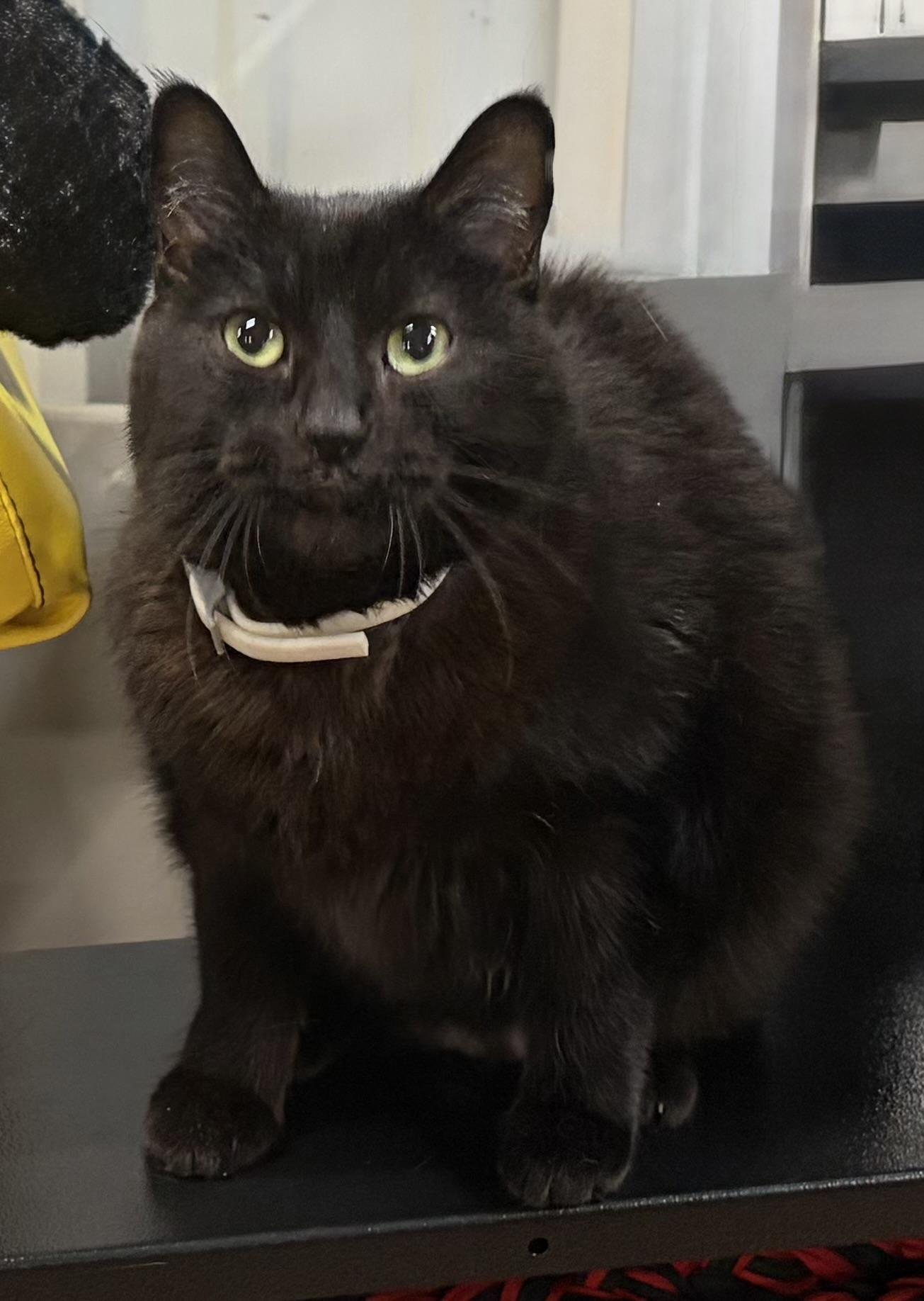 Enlarge Meeshka, a Adoptable Domestic Short Hair in Melbourne, AR image 2/6