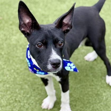 Arlo, a Adoptable mixed breed in Largo, FL image 1/3