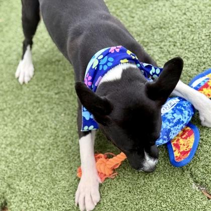 Arlo, a Adoptable mixed breed in Largo, FL image 2/3