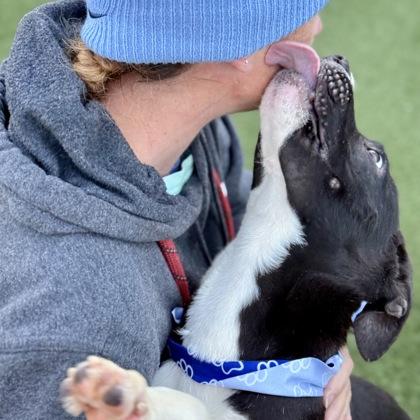 Arlo, a Adoptable mixed breed in Largo, FL image 3/3