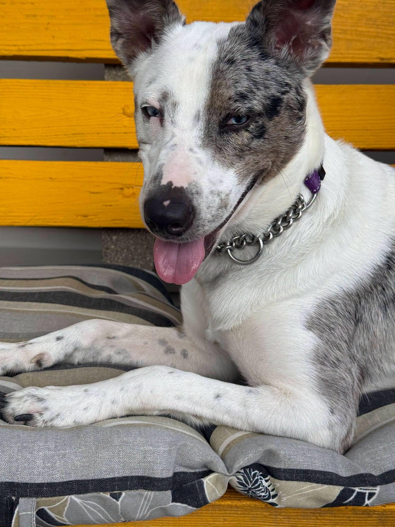 Mona Lisa, a ADOPTABLE mixed breed in Amelia, OH image 3/6