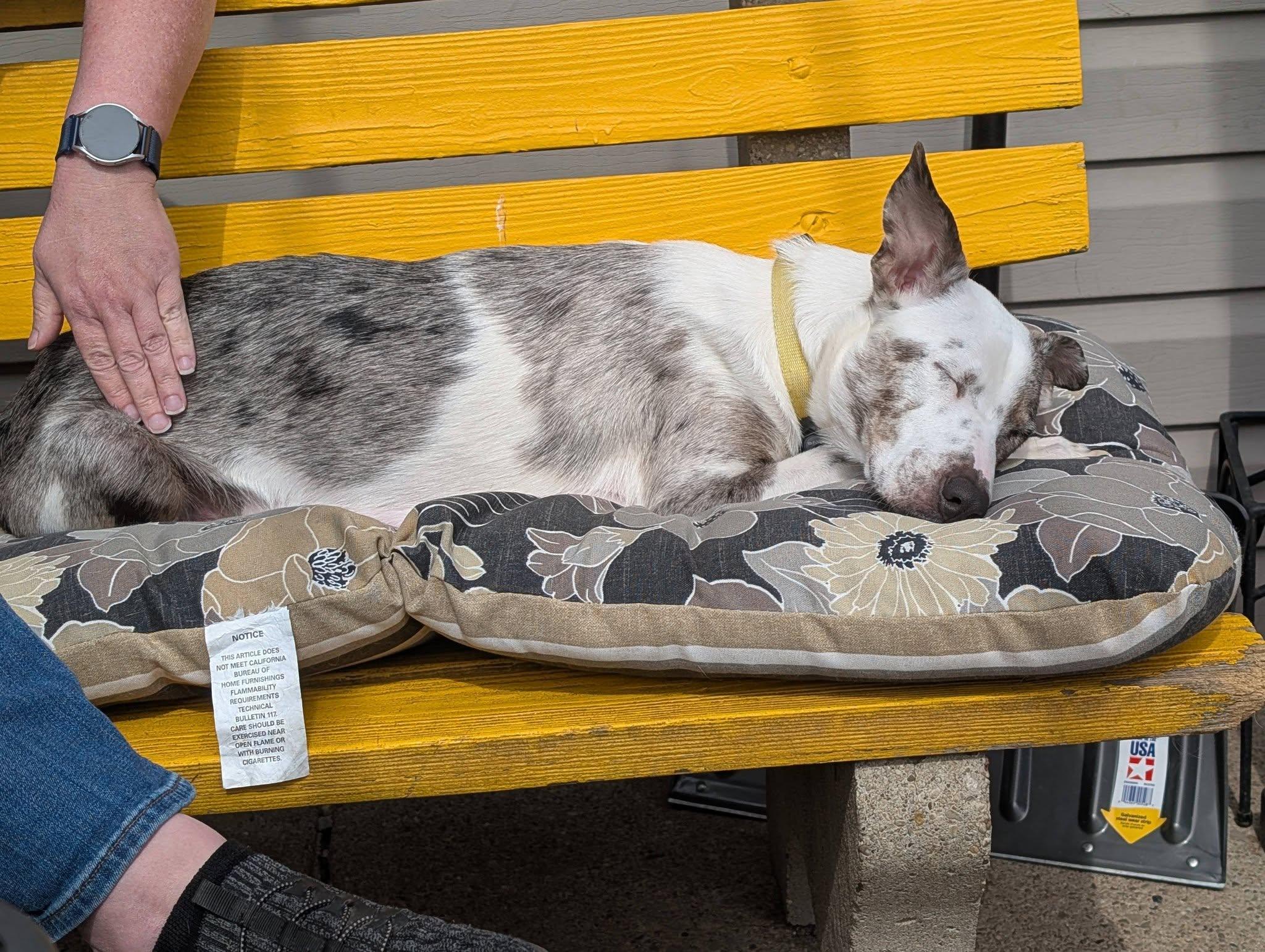 Mona Lisa, a ADOPTABLE mixed breed in Amelia, OH image 4/6