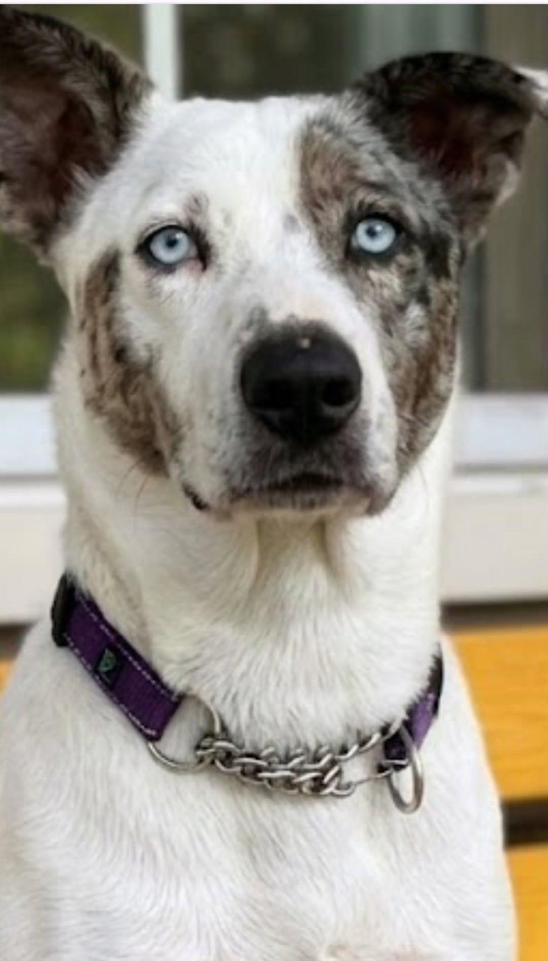 Mona Lisa, a ADOPTABLE mixed breed in Amelia, OH image 1/6