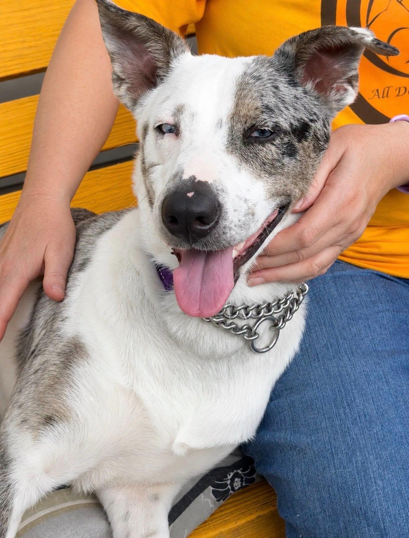 Mona Lisa, a ADOPTABLE mixed breed in Amelia, OH image 5/6